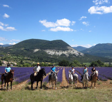 France-Provence-Provence Lavender Road